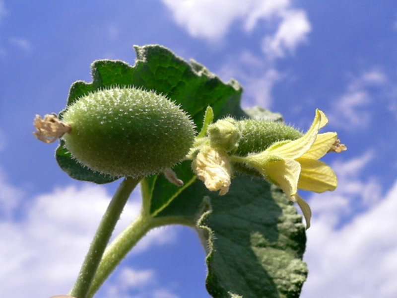 Flor em pepino louco