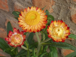 Décoration de terrain avec des fleurs