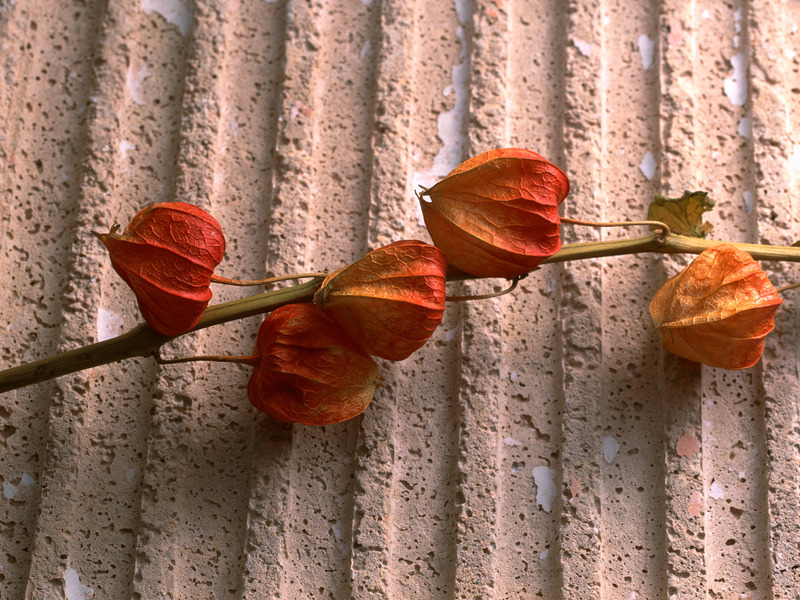 Arranjos modernos de flores secas