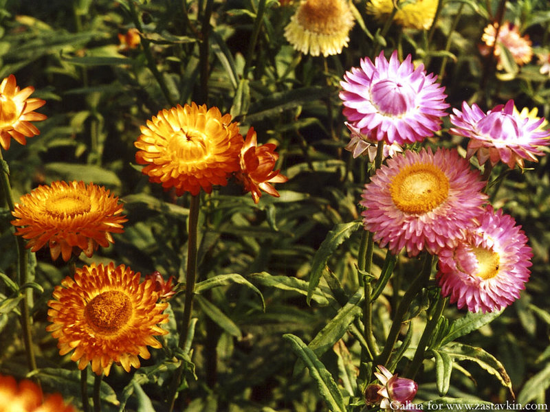 Fleurs décoratives Fleurs séchées