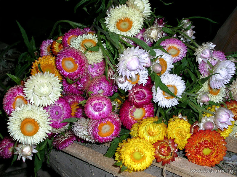 Pinatuyong pagkakaiba-iba ng bulaklak