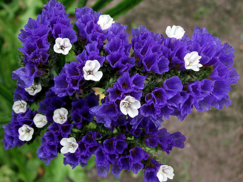 Limonium mėlynai sausas žiedas