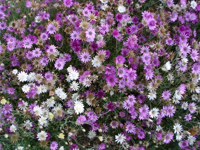 Ang mga pinatuyong bulaklak na komposisyon ay napakapopular