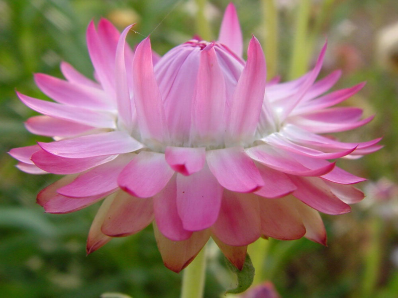 Quais são os nomes das flores secas