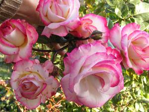 Como plantar uma rosa trepadeira