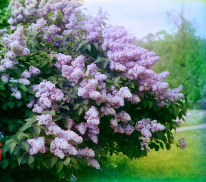 Proprietăți de liliac