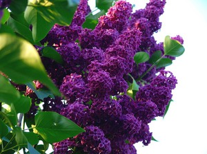 Cara menanam lilac