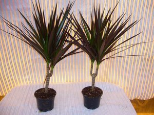 Dracaena: kućna njega