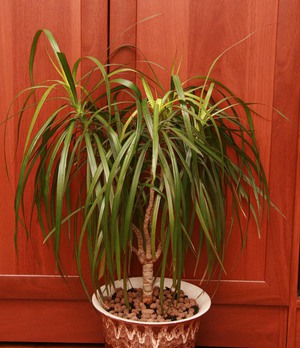 Dracaena compacta - plante arbustive à feuilles persistantes