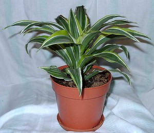 Hur man sköter dracaena ordentligt