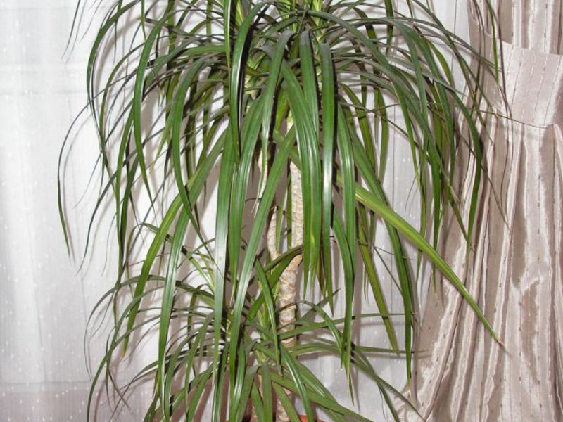 Hvordan dracaena dyrkes