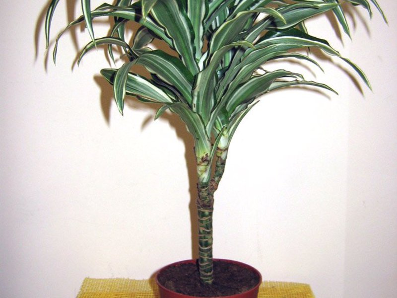 Dracaenas favorit