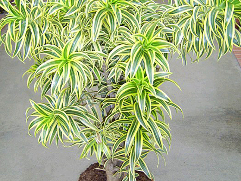 Blommar dracaena