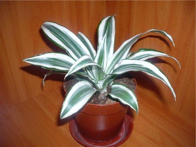 Planta ornamental