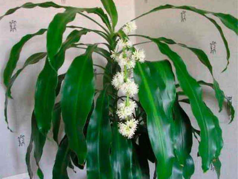 Soins Dracaena