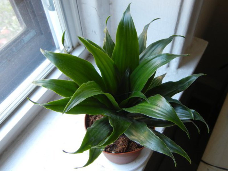 Dracaena: hemvård