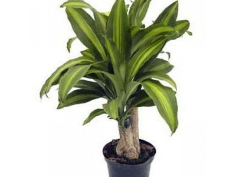 Dracaena สีเขียว