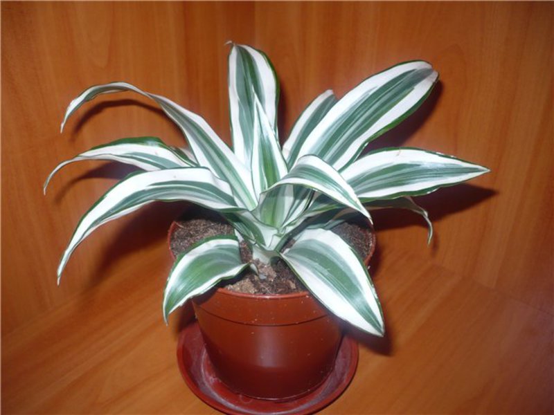 Cara menanam dracaena