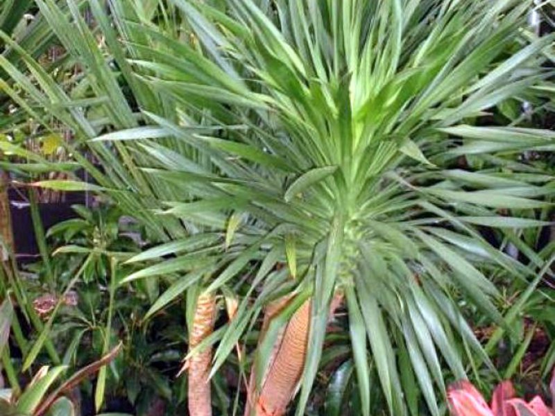 Dracaena-lajit