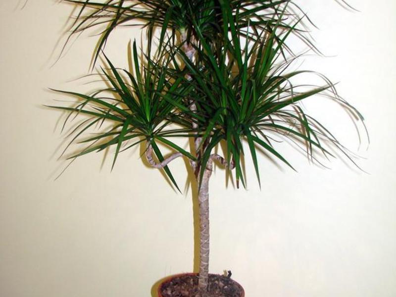 Dracaena-varianter