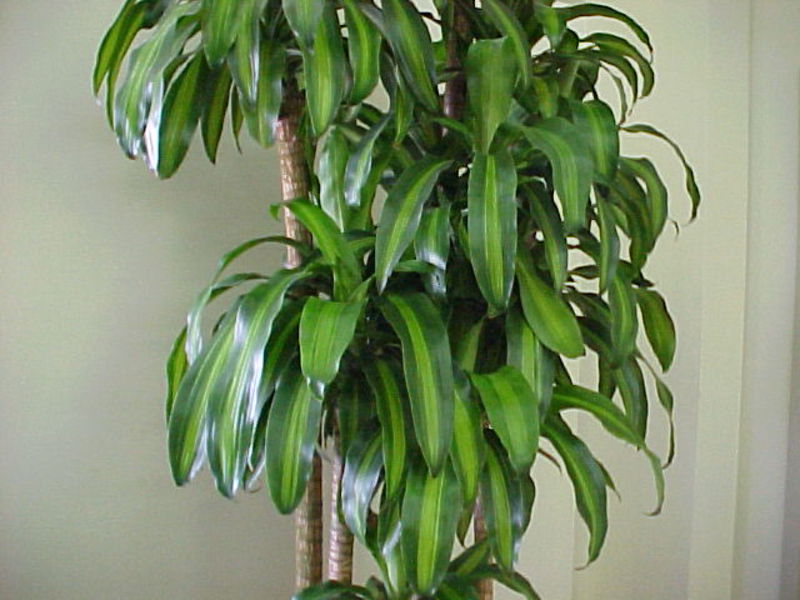 Hur man odlar dracaena