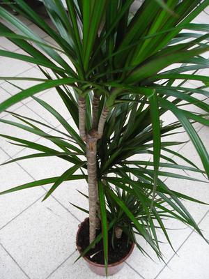 Yksi dracaena-tyyppi