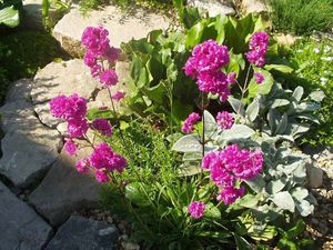 Viscaria-bloemen groeien zelfs in koele klimaten.