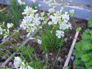 القطران الأبيض الجميل (viscarias) في الموقع.