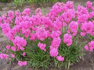 Lychnis viskaria són flors brillants que són molt fàcils de cultivar.