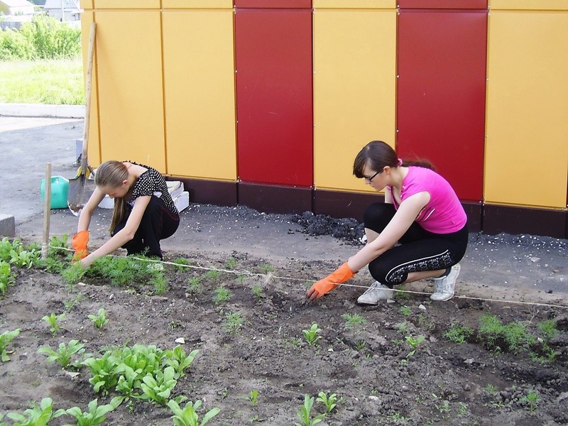 Plantning af blomster om foråret i jorden.