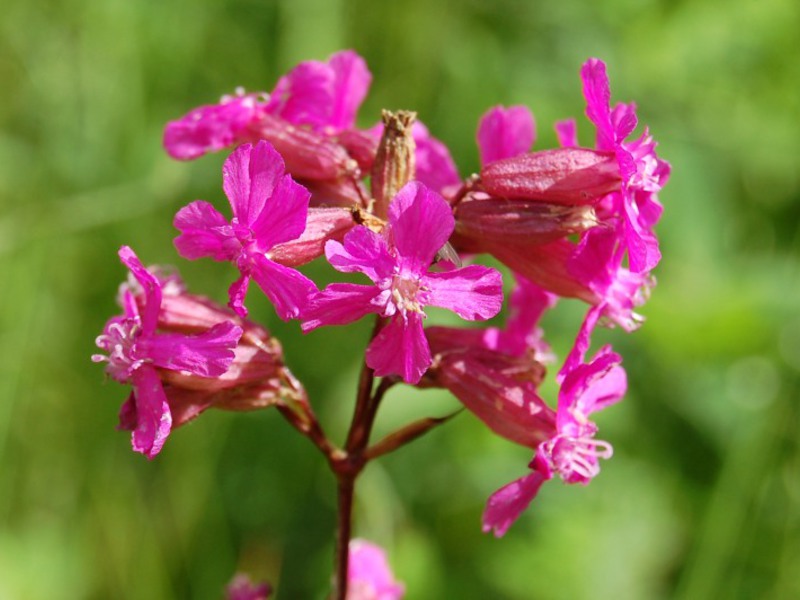 Viscaria (tjære) er en upretensiøs og lys plante.