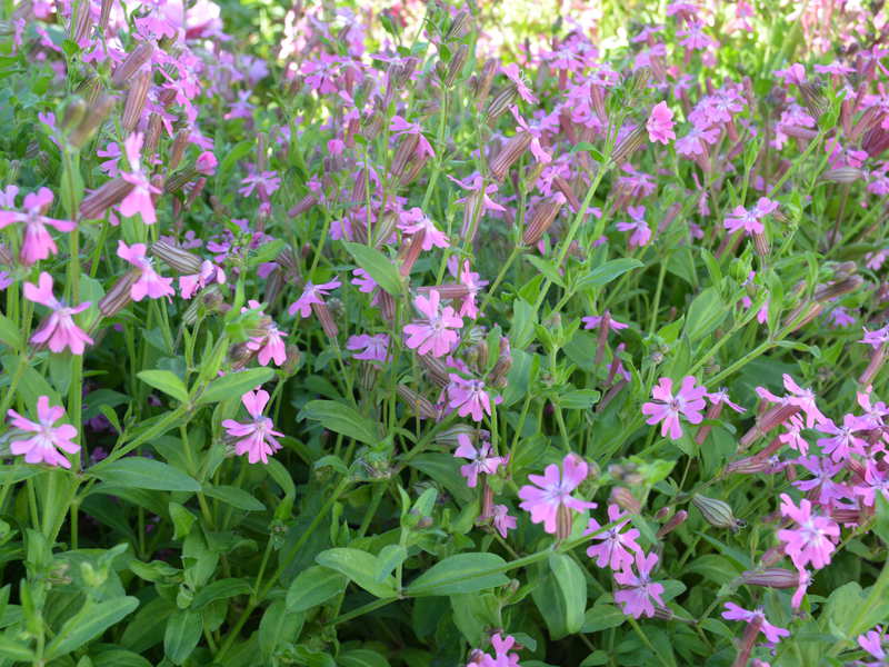 Sticky harpiks - plantefunktioner.