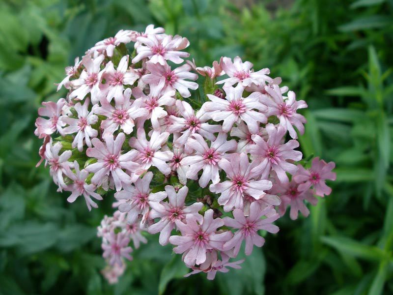 Lychnis أو Viscaria زهرة جميلة.