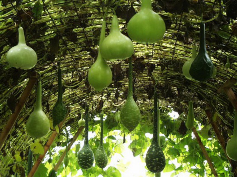 Botella de semillas de lagenaria