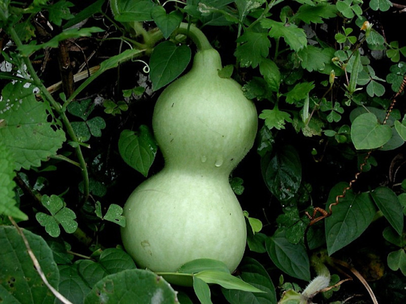 Lagenaria bote ng gourd