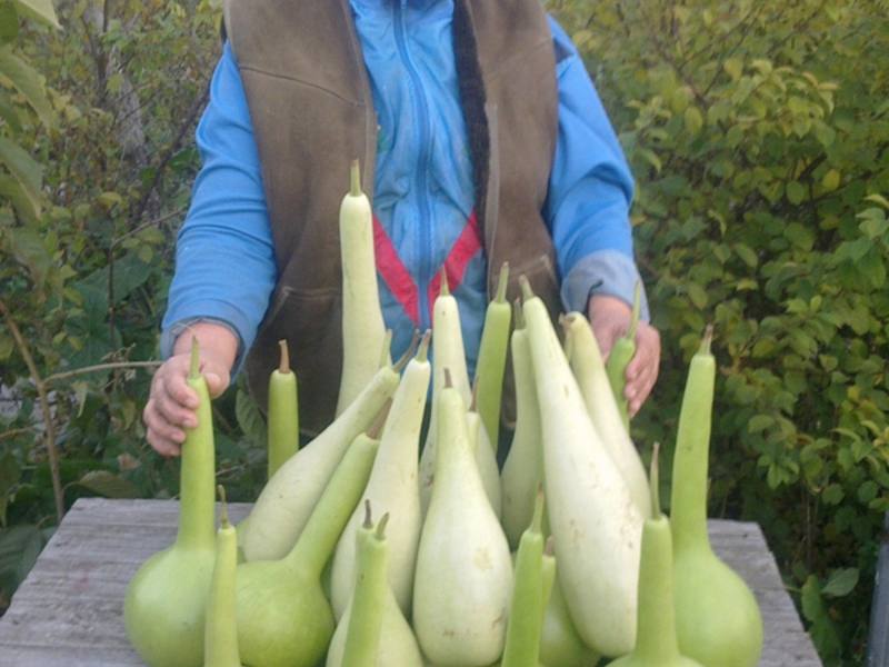 Aspetto di zucca Lagenaria