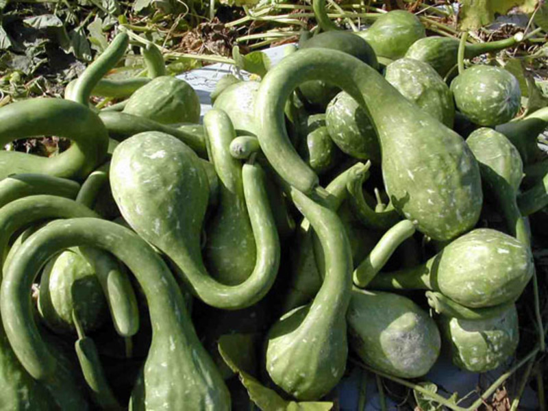 Varietà di varietà di zucca