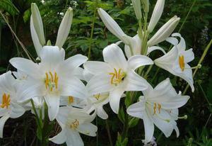 Lily putih di kebun