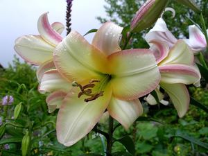 Wachsende Lilien