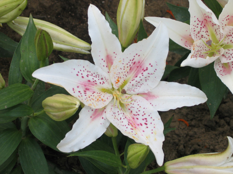 Lily OT-hybridi