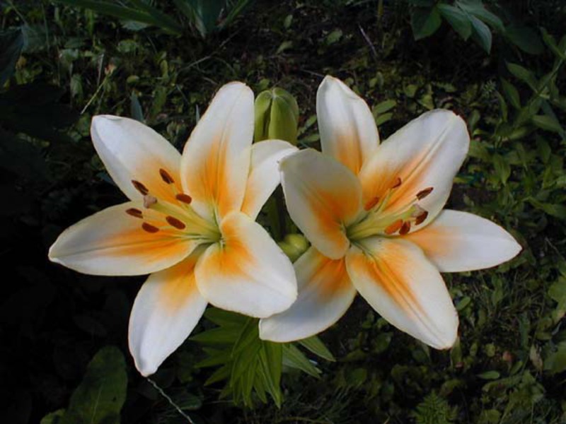 Lilien aus Hybridsorten