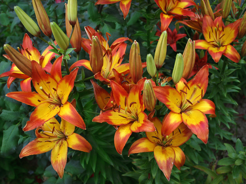 Lily in giardino