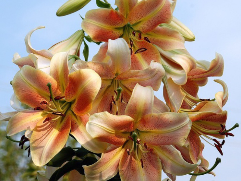 Fiore di giglio