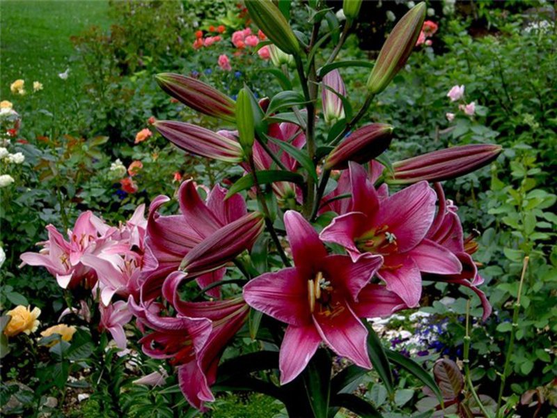 Lily OT-hybrid