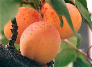 Cultiver des abricots en banlieue