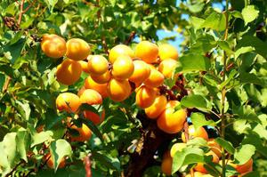 Plantació i cura d’albercocs