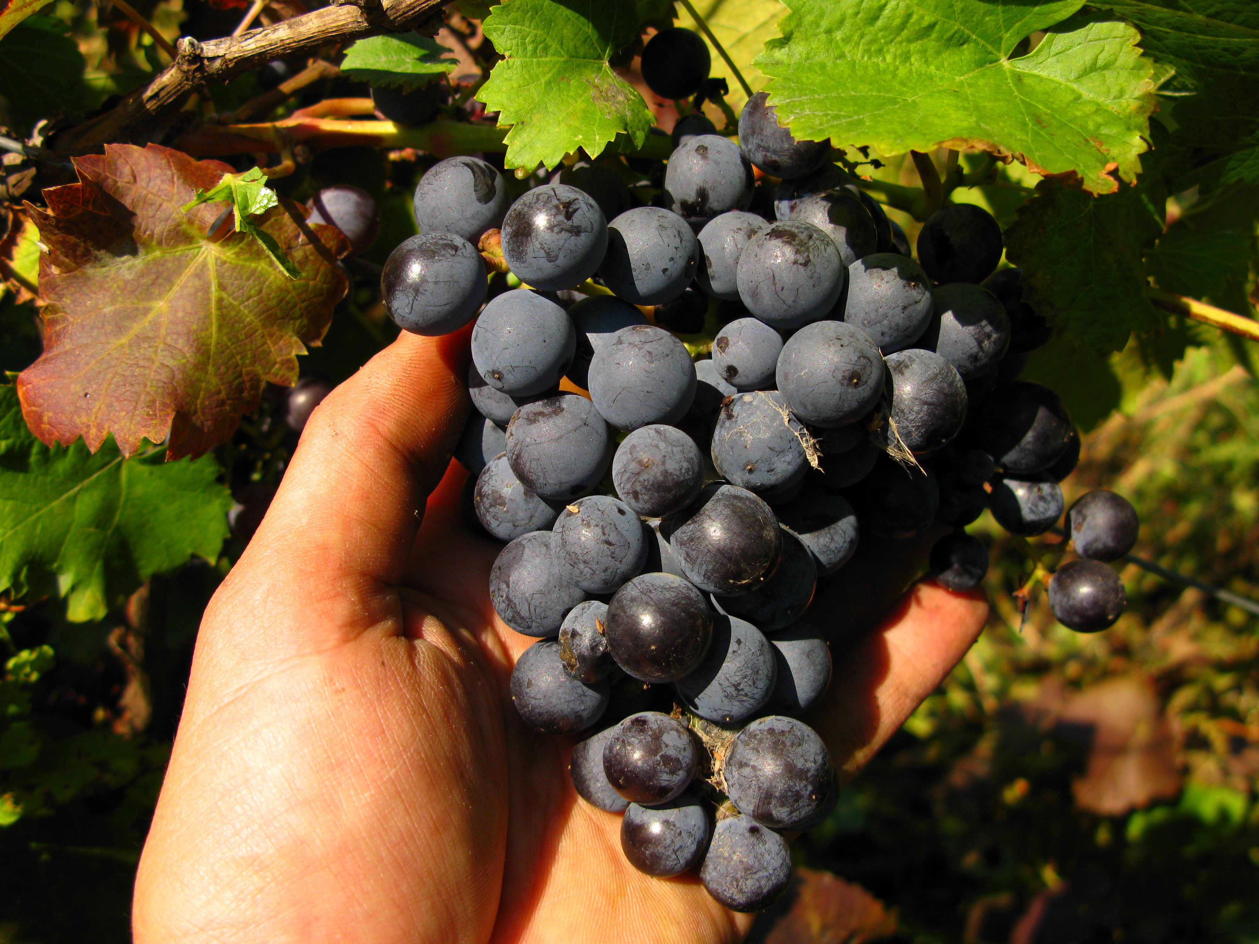 Púrpura temprano: una uva vieja probada para vino y comida