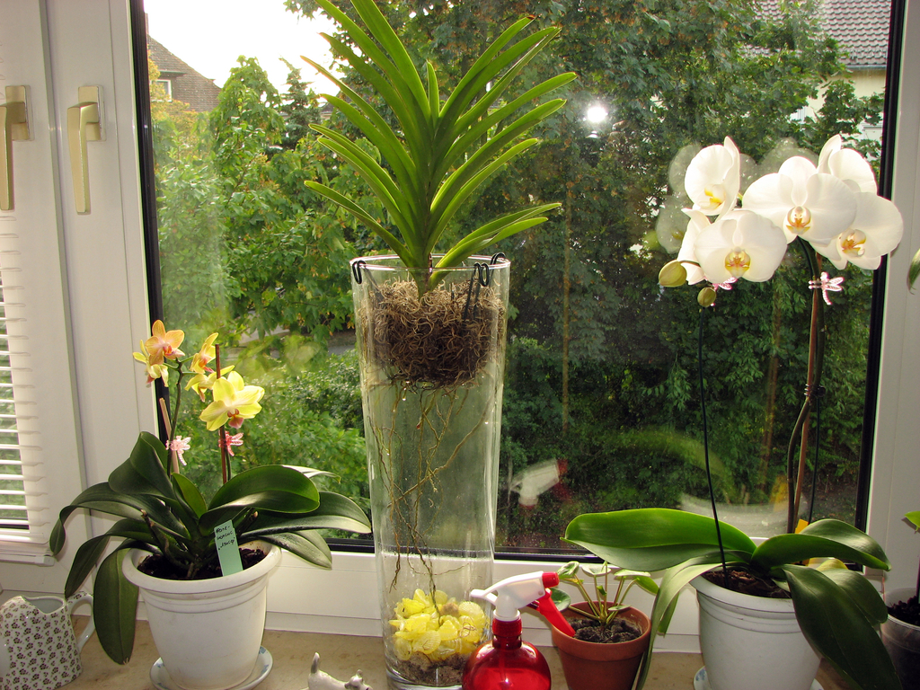 Wie man eine Orchidee zu Hause richtig gießt