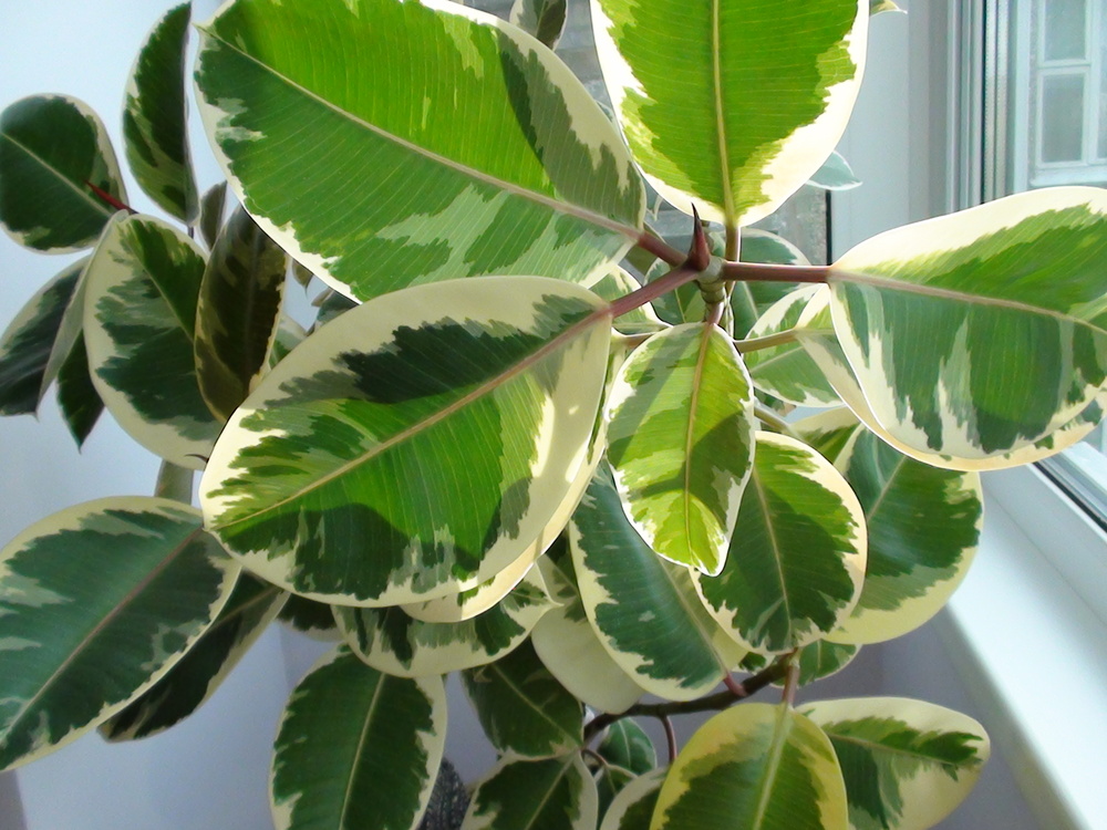 Cómo formar la corona de ficus de goma: poda, foto.