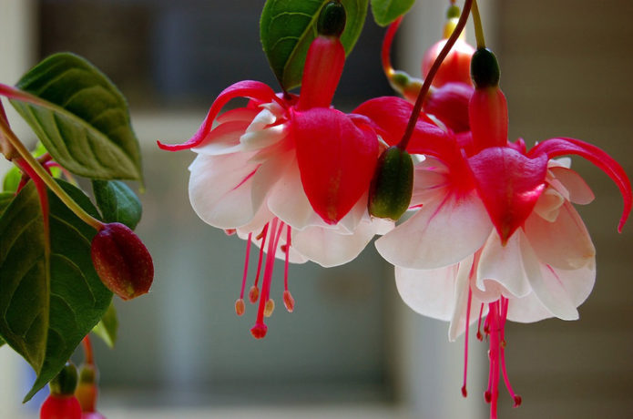 Fuchsia